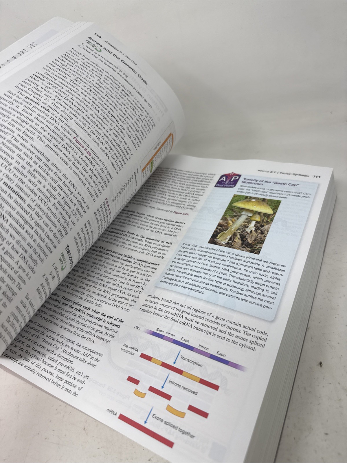 Human Anatomy & Physiology - Bound LooseLeaf- Third Ed. Pearson