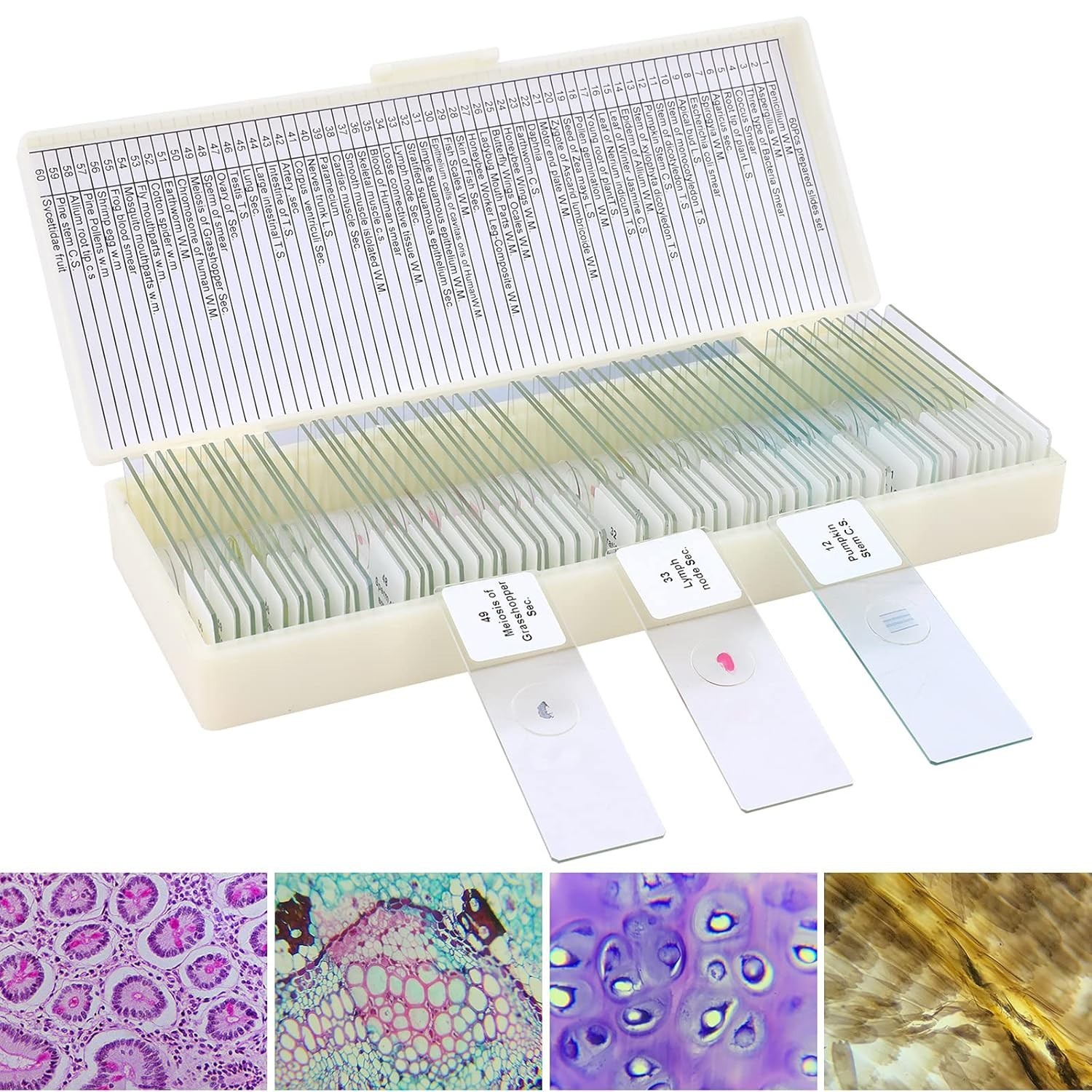 60 Microscope Slides with Specimens for Kids, Prepared Microscope Slides for ...