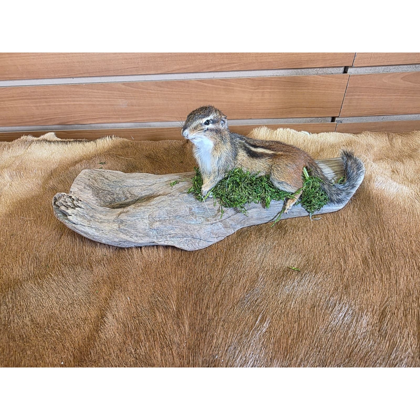 FHCK118 - Chipmunk Taxidermy Mount