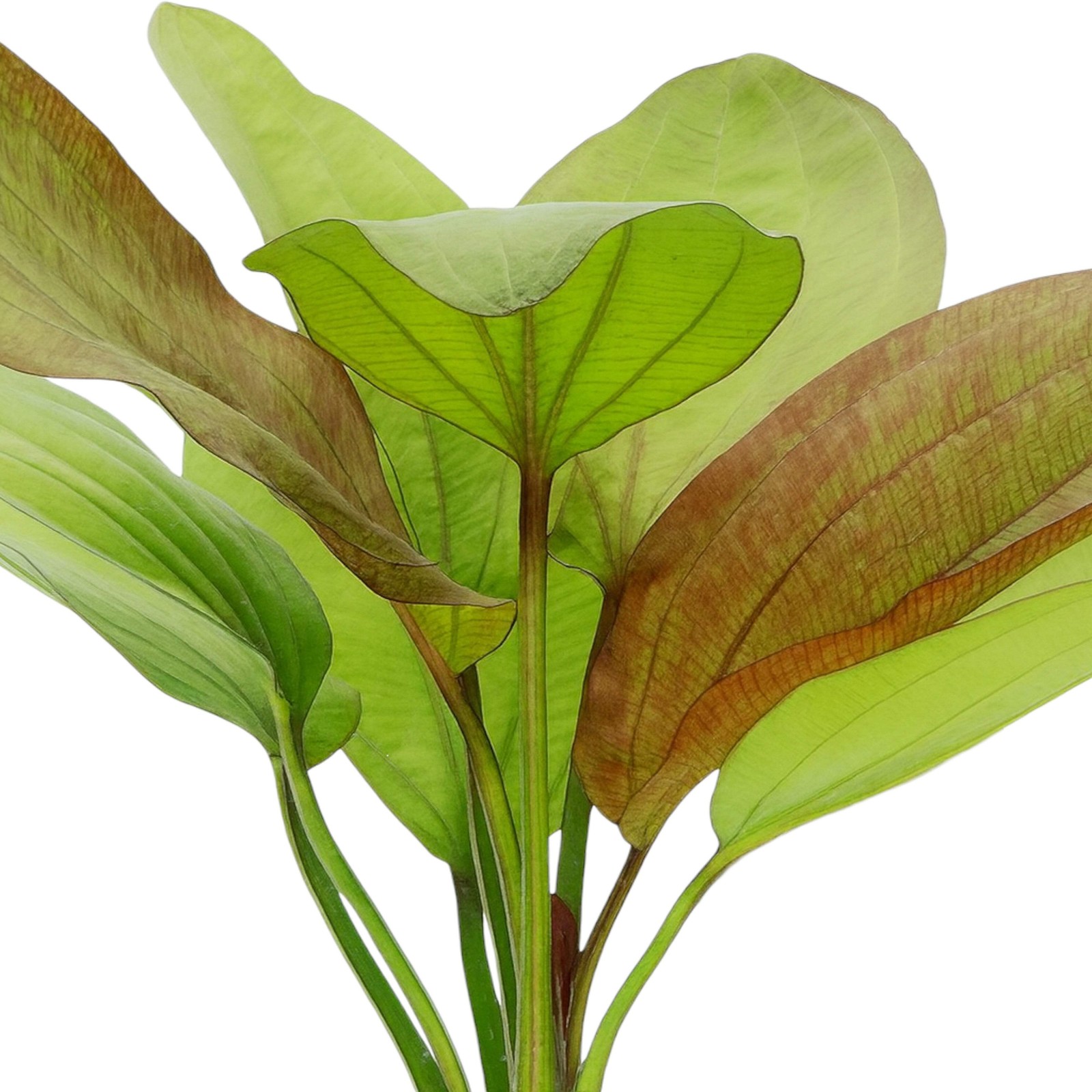 Echinodorus Fancy Twist | Aquarium Plants Factory®