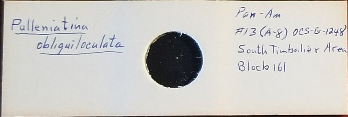 Foraminifera Pulleniatina obliquiloculata Microfossil Microscope Slide