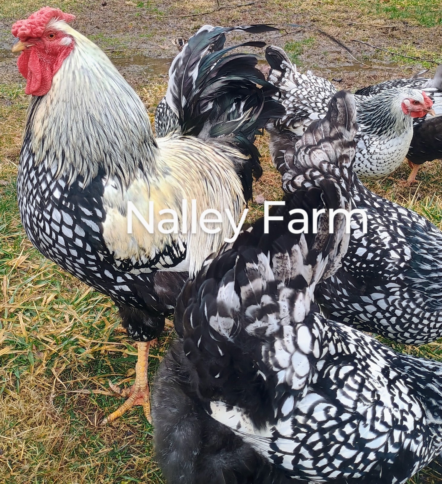Silver Laced Wyandotte (12) 🐣 fertilized hatching eggs.Please read description.