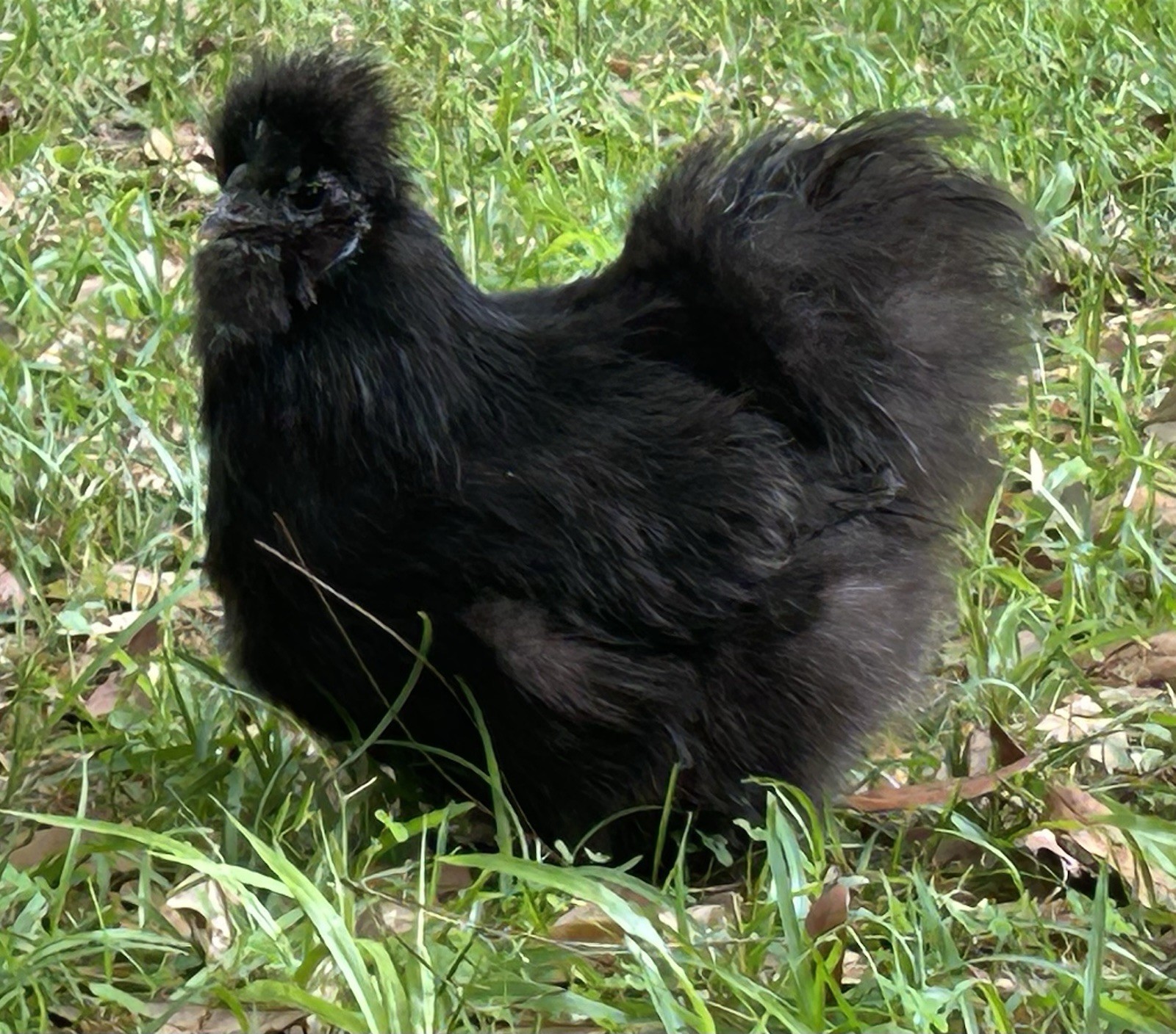 6+ Silkie Hatching Eggs - Fertile- NPIP