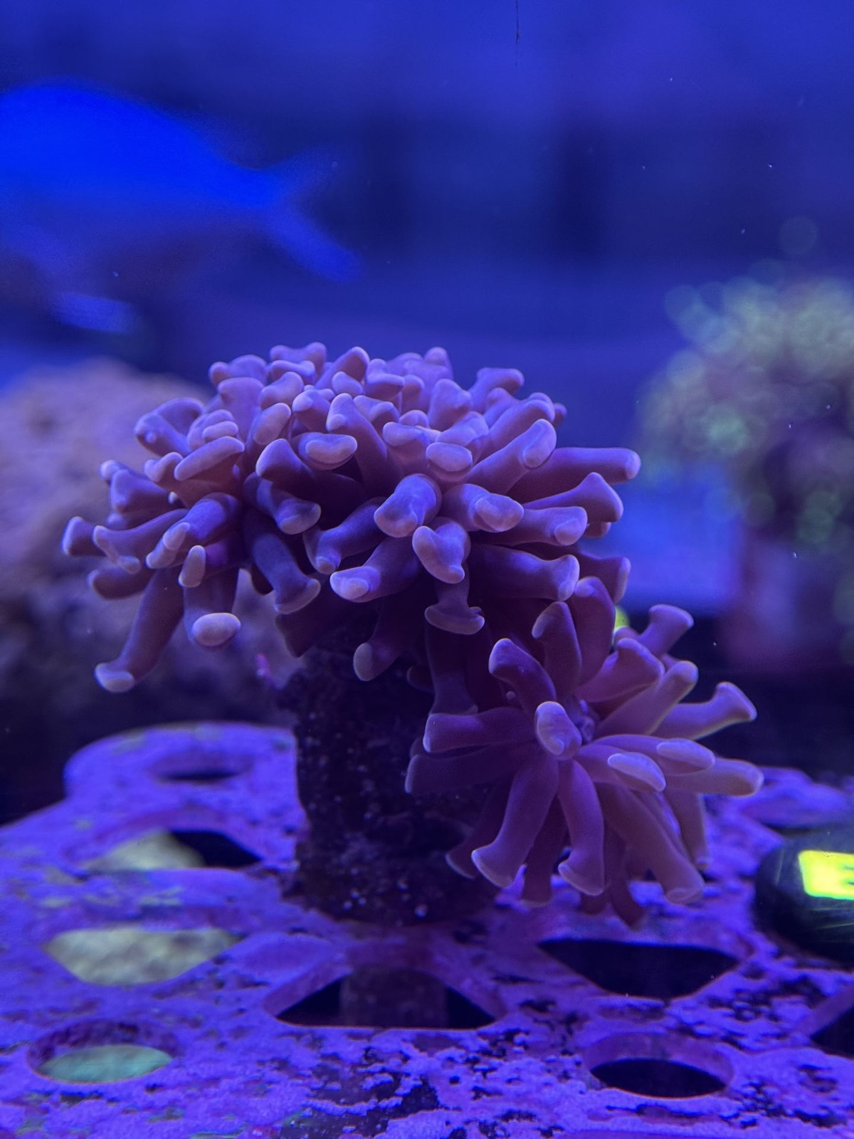Livestock (Corals) - Hammer Coral - Purple (WYSIWYG)