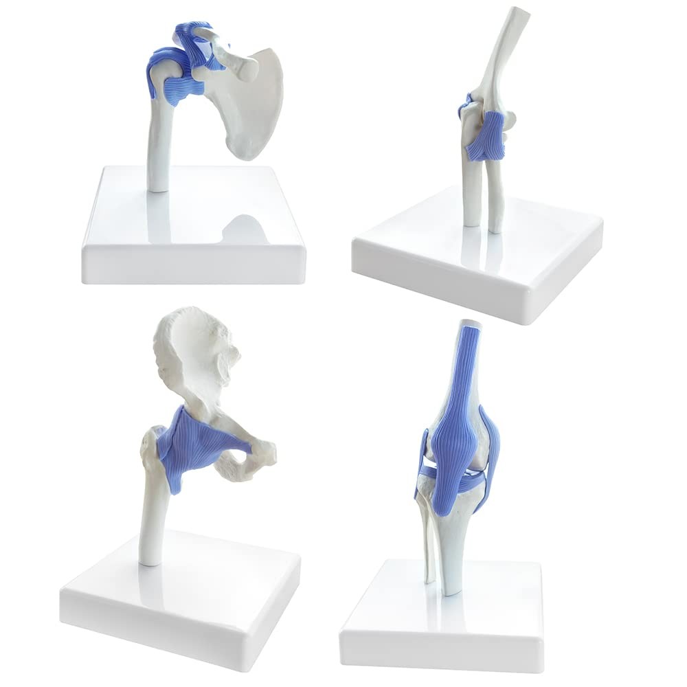 Mini Shoulder Knee Hip Elbow Joint Model Set, 1/2 Life Size Human Joint Anato...