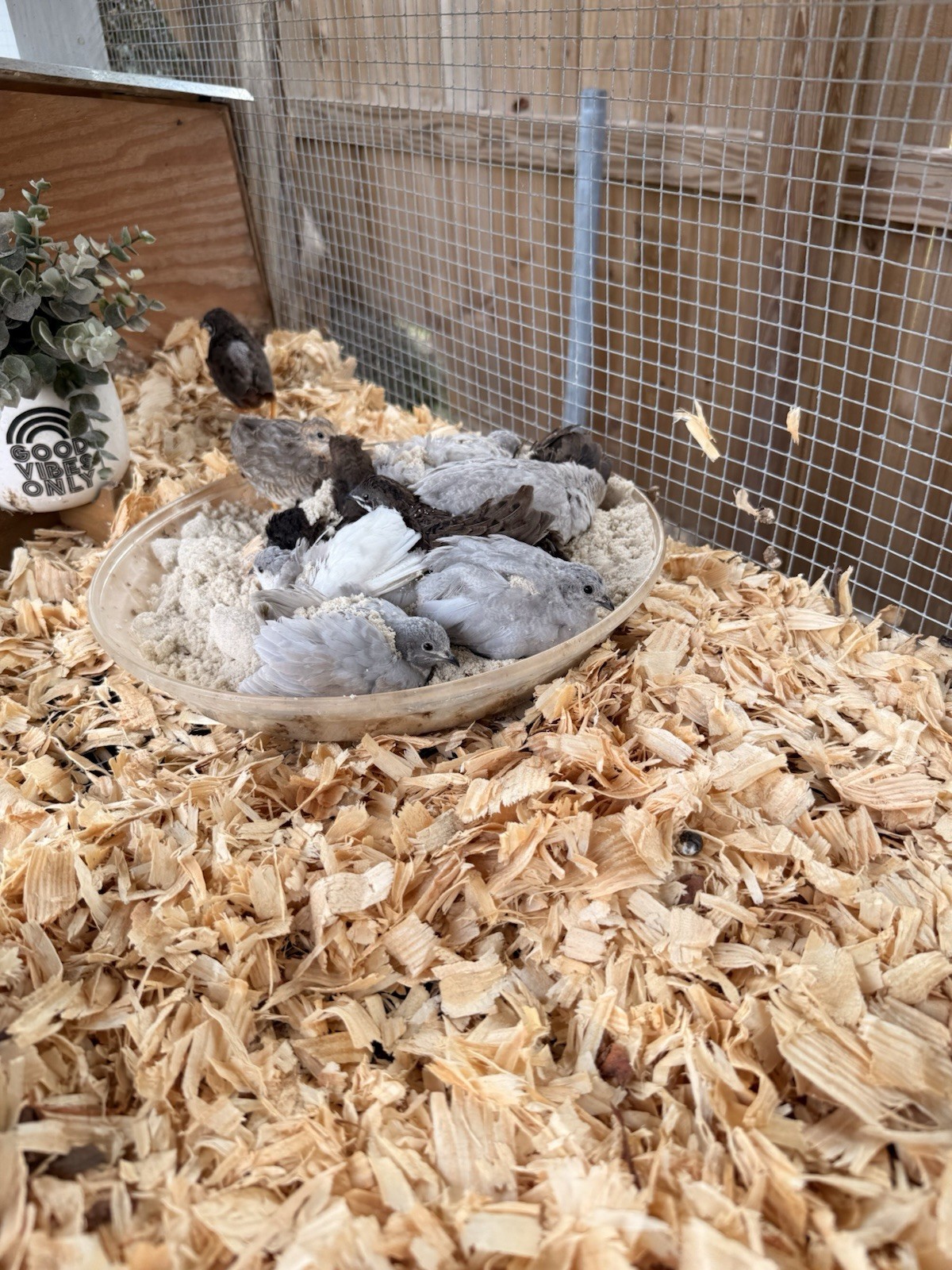 12 King quail and lethal silver hatching eggs
