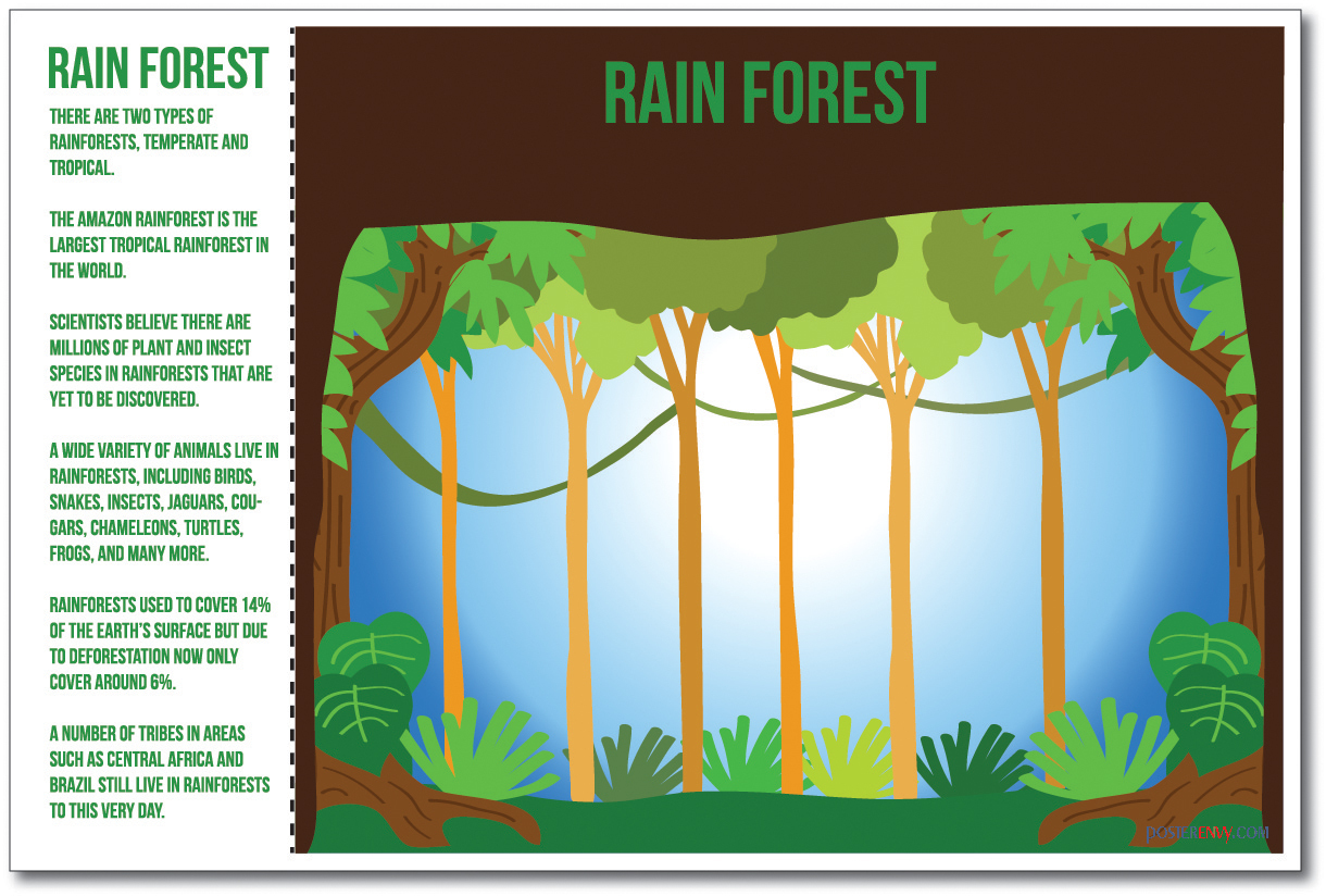 Rainforest - NEW World Habitat Ecosystems Poster (ms271)