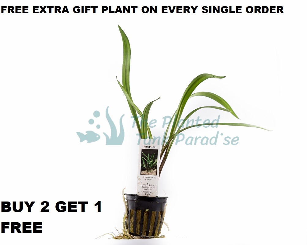 Potted Cryptocoryne Retrospiralis live aquarium plants planted tank BUY2GET1FREE