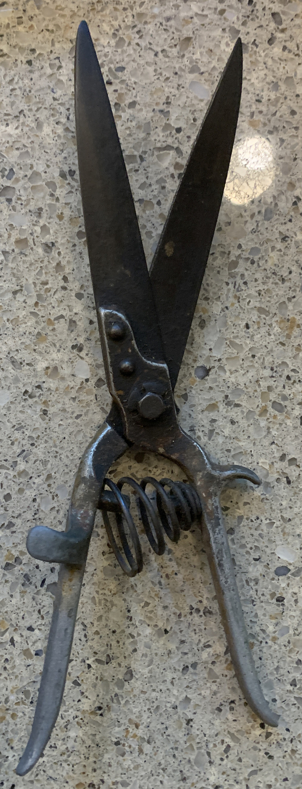 ANTIQUE ALL IRON & STEEL LAWN HAND SHEARS W/ GIANT SPRING 👀