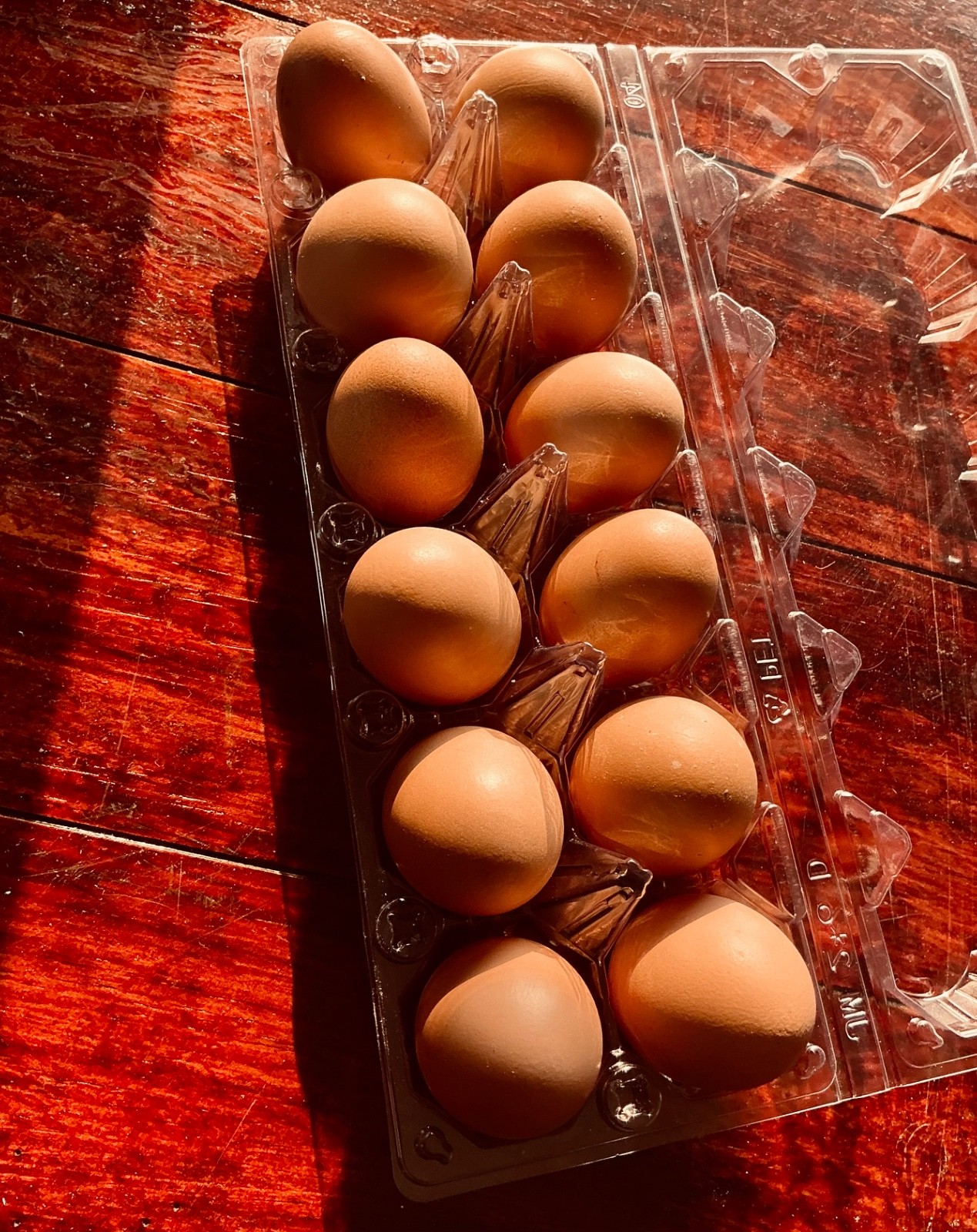 Hatching Eggs, 12 Brown, Mixed Barnyard Flock, Wyandotte, Maran etc.