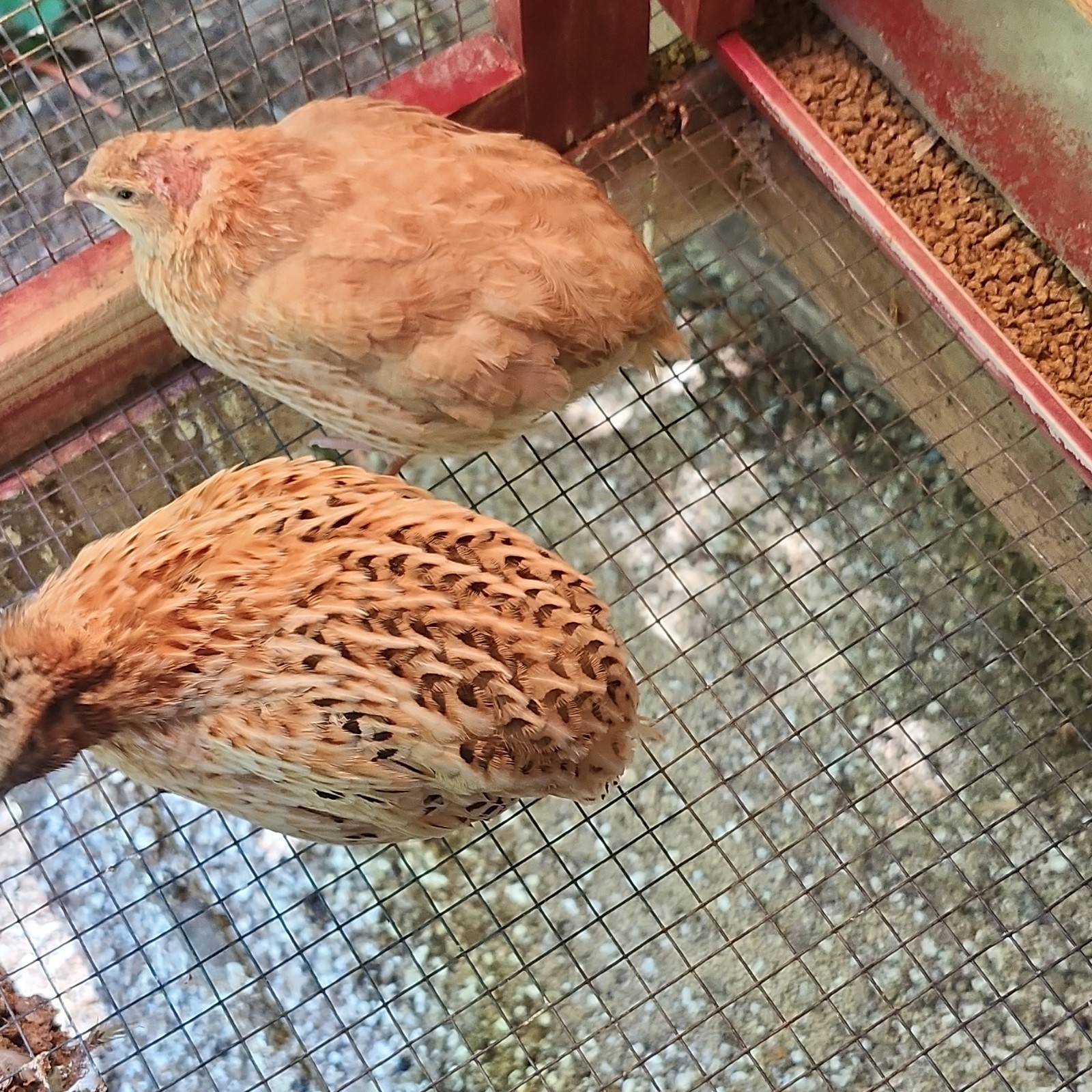 Quail hatching eggs, Pearl Fee And Cinnamon 10 +