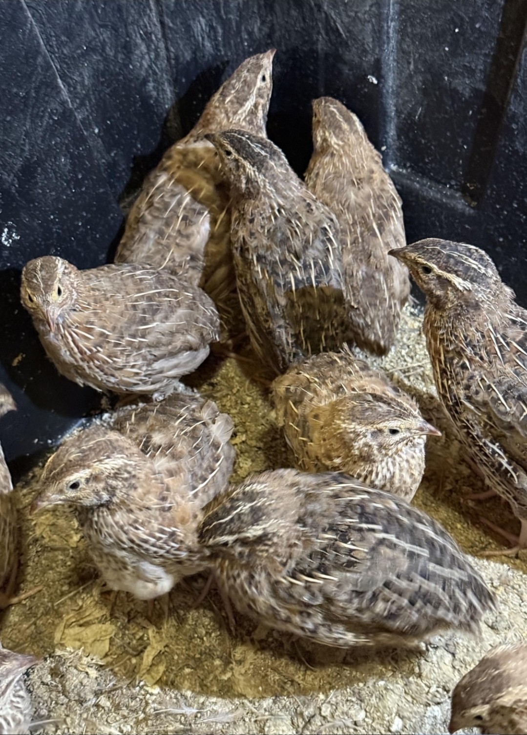 200 hundred Quail Hatching Eggs For Sale