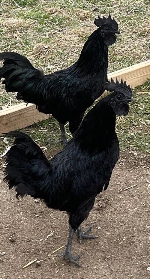 6+  Purebred AYAM CEMANI  FRESH & FERTILE hatching eggs!