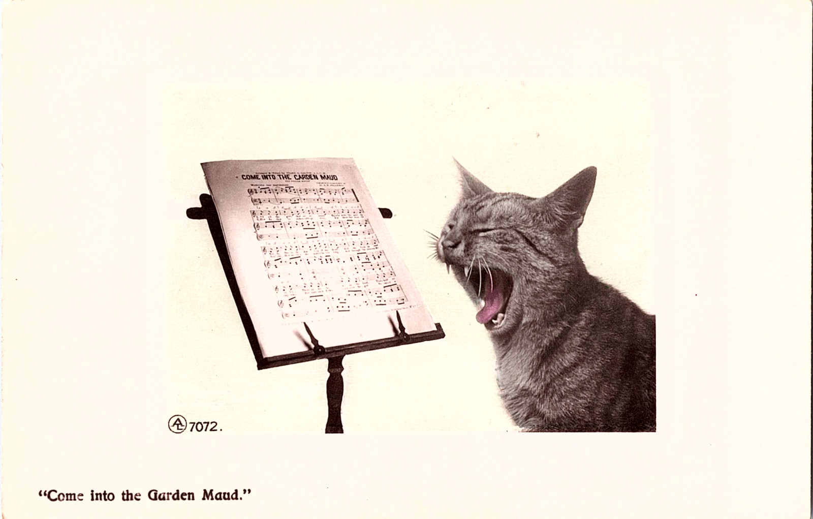 Postcard. Cat Singing Come into the Garden Maud.