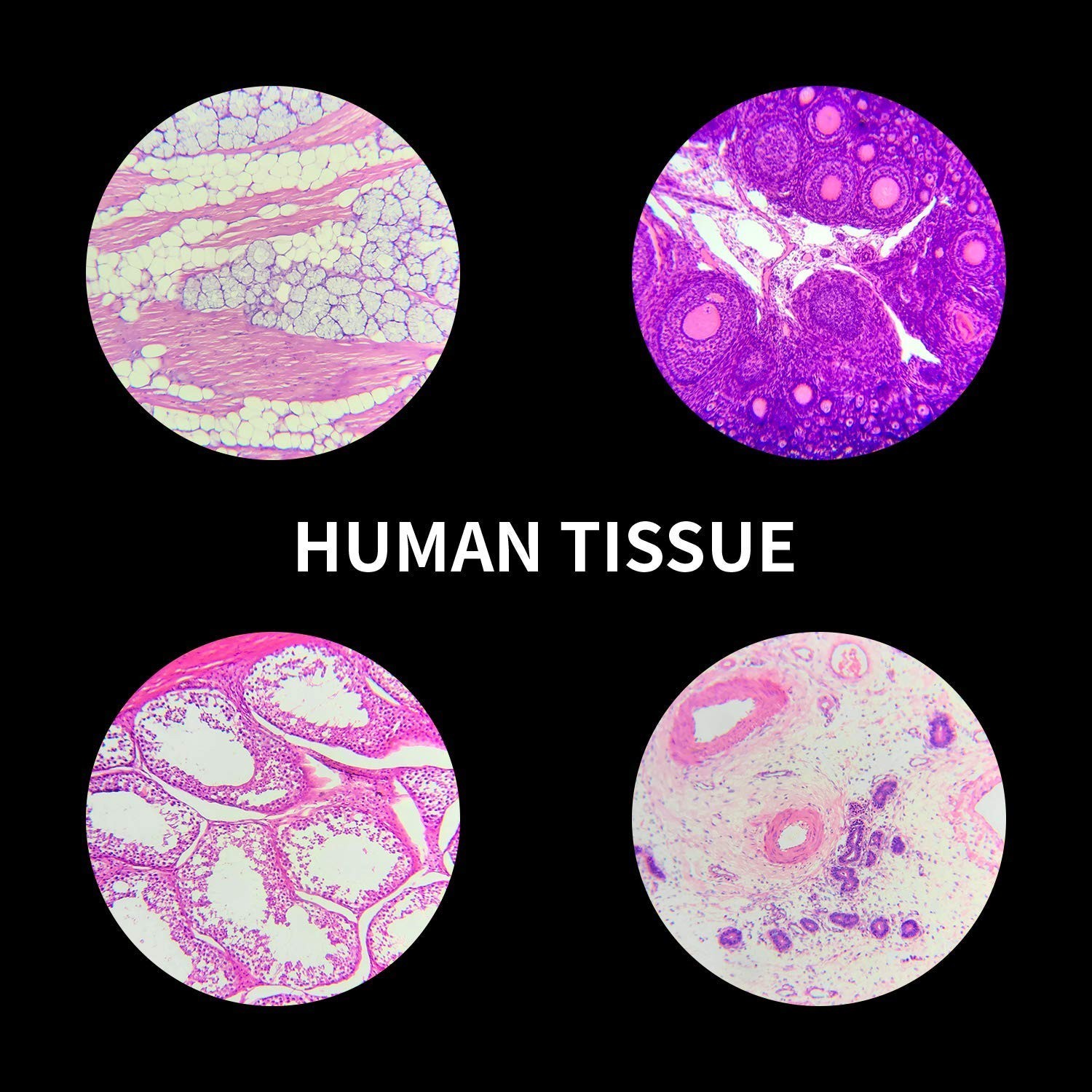 100 Microscope Slides with Frosted Edges - Perfect for Kids’ Science Experience