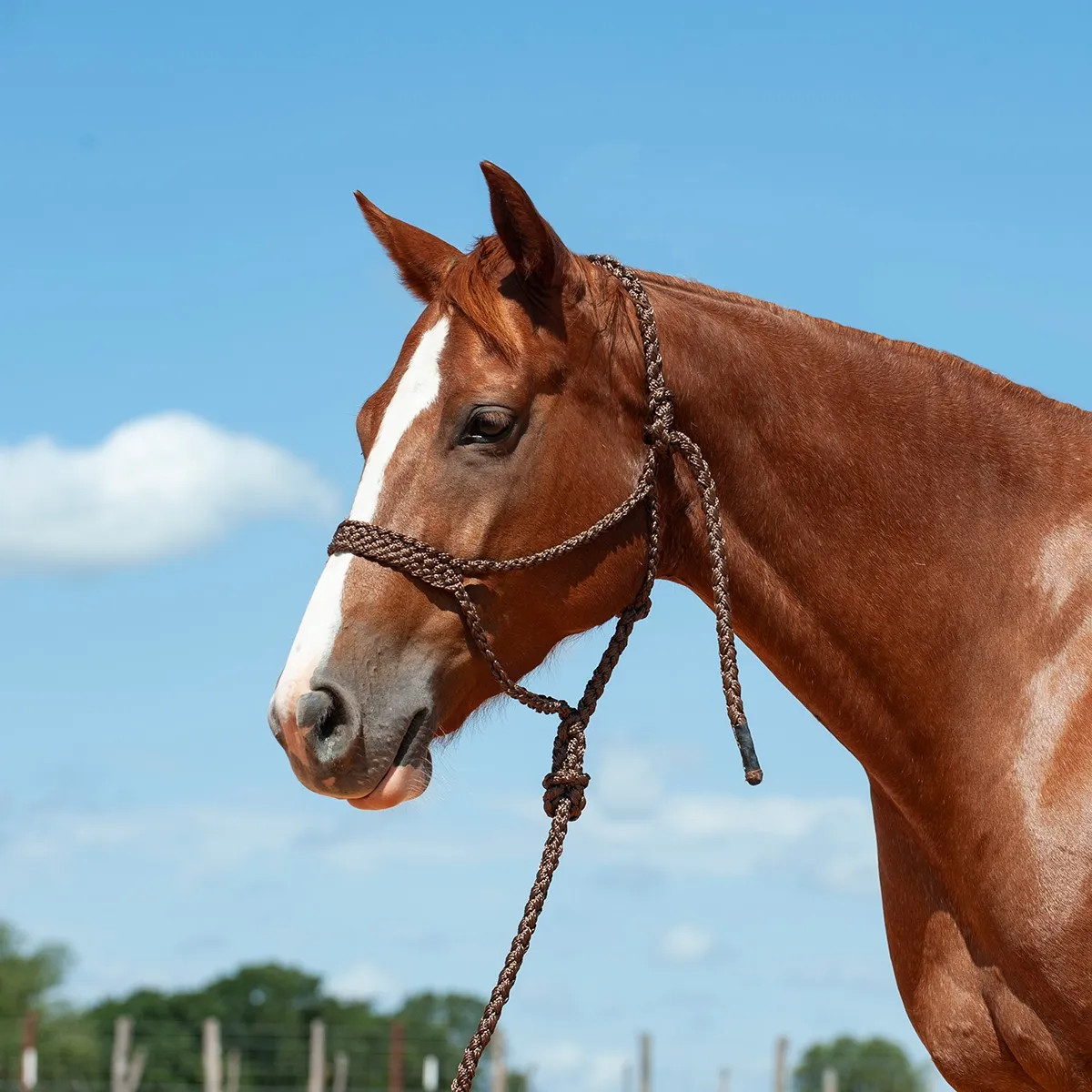 Cashel Flat Braid Halter & Lead – No-Rub UV-Resistant Nylon