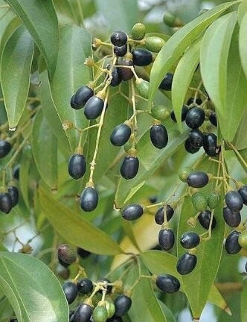 Ceylon Cinnamon Seeds [ 20 seeds ] Cinnamomum Zeylanicum