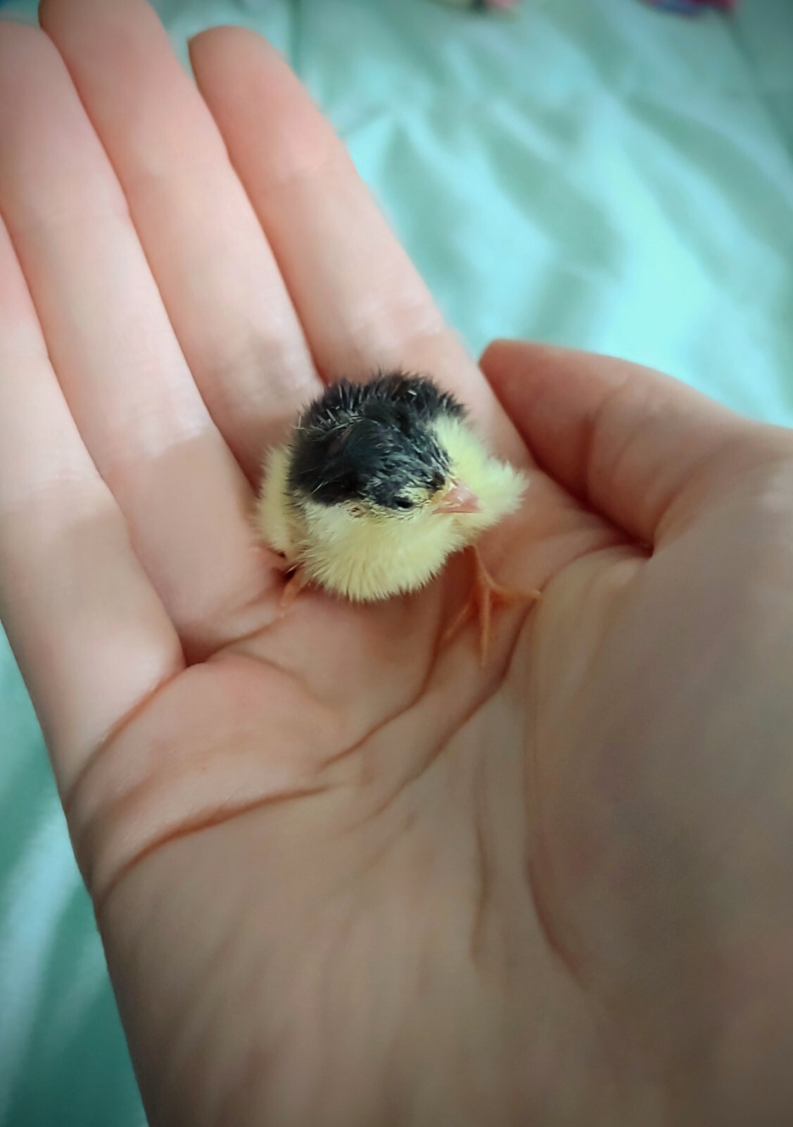 4+ Fresh Organically Raised Button Quail Fertile Hatching Eggs Shipped Securely