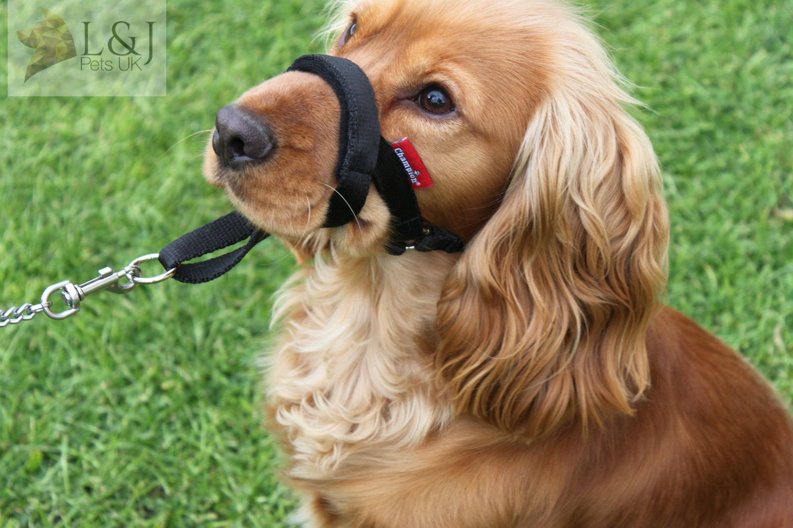 Padded Head Collar Dog Training Halter Stops Dog Pulling Training Tool
