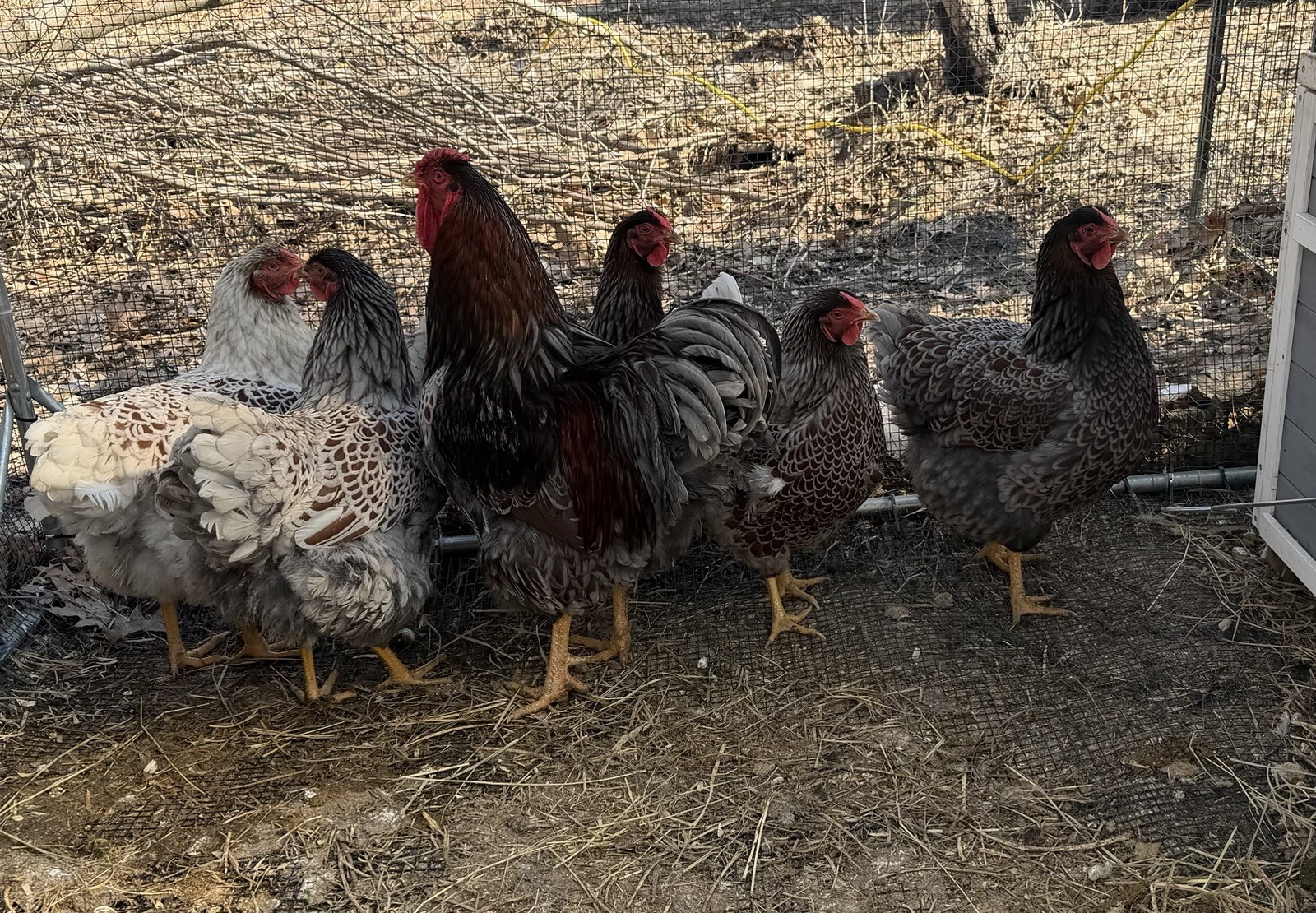 16 + Hatching Eggs Sampler - Easter Egger, Marans, Wyandotte, Ameraucana