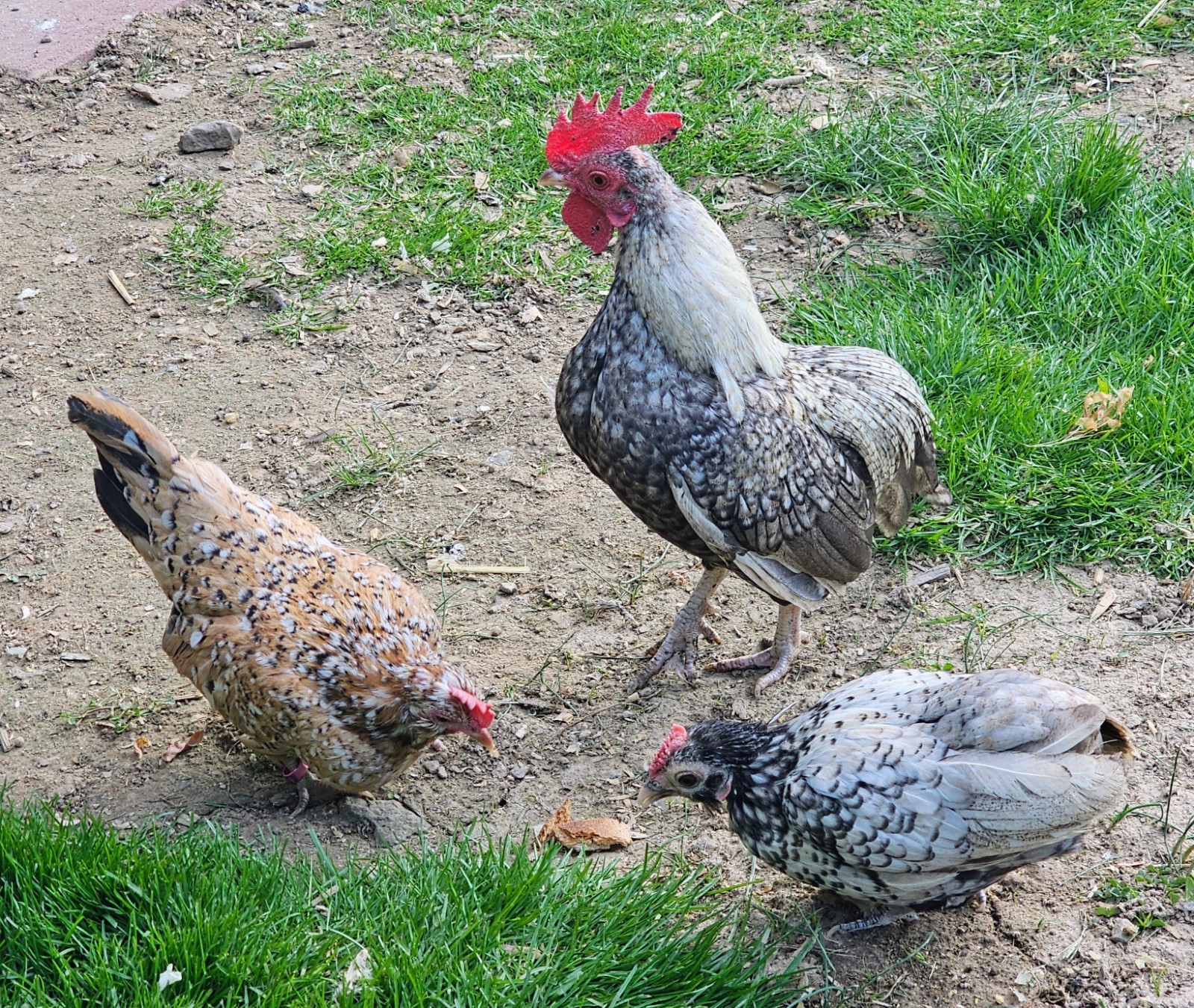 Kikiriki/Serama Mixed Hatching Eggs 12++
