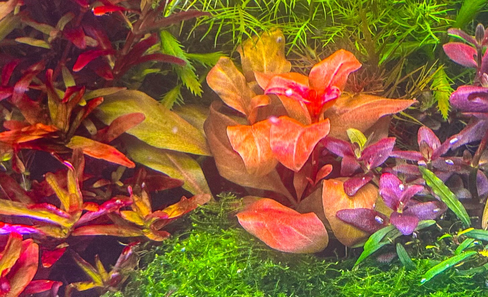Samolus Parviflorus- 1 Plant (6-8 Leaves) -Submersed Grown