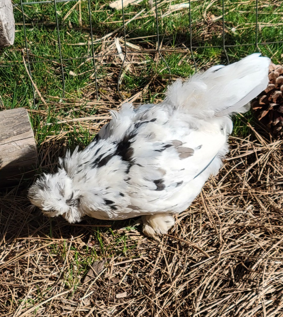 10+ BEAUTIFUL Silkie Hatching Eggs . Show Quality!