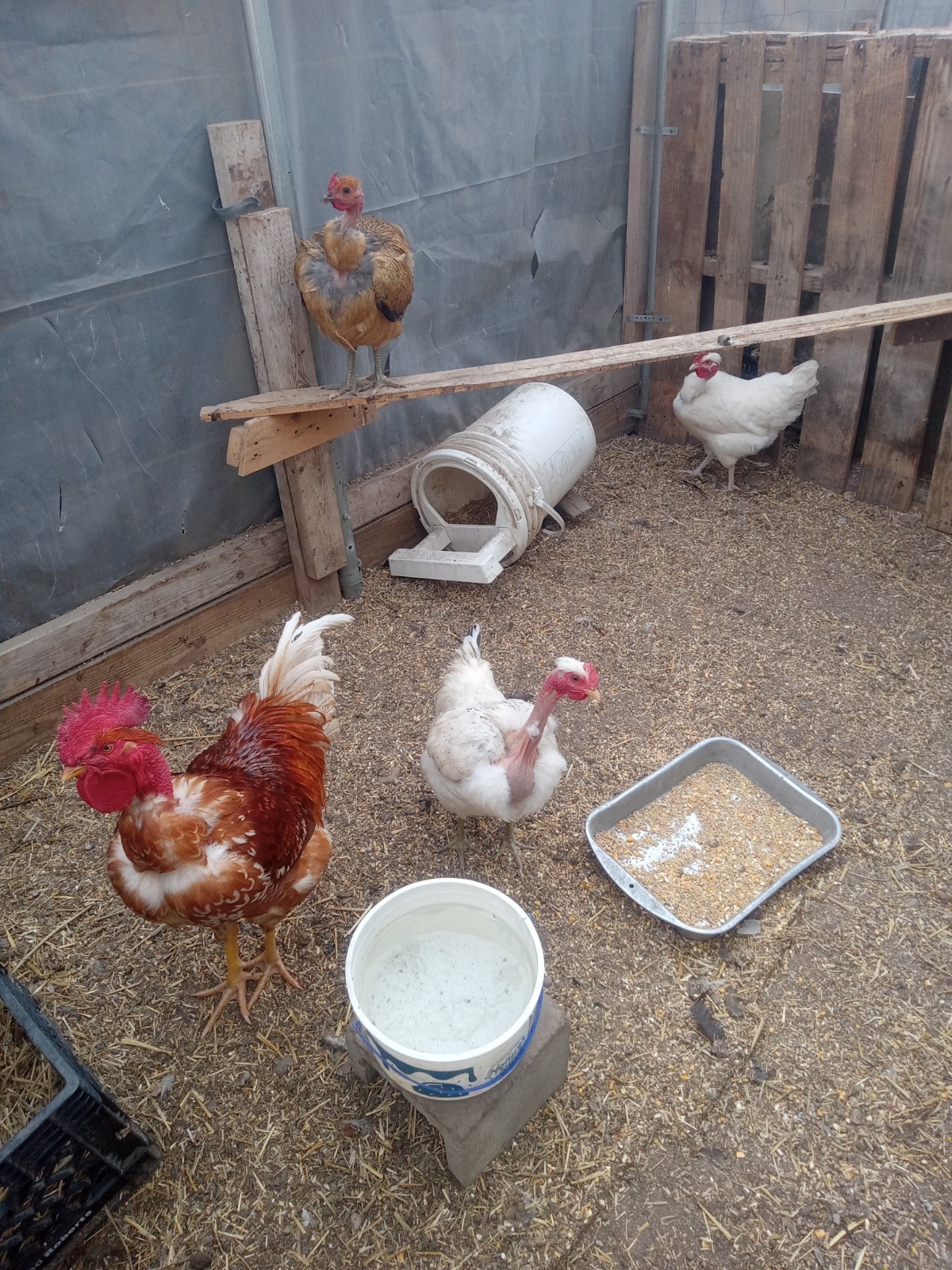 6+ Turken (Naked Neck) Fertile Hatching Eggs