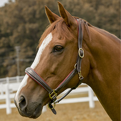 Henri De Rivel HDR Cahill Padded Halter