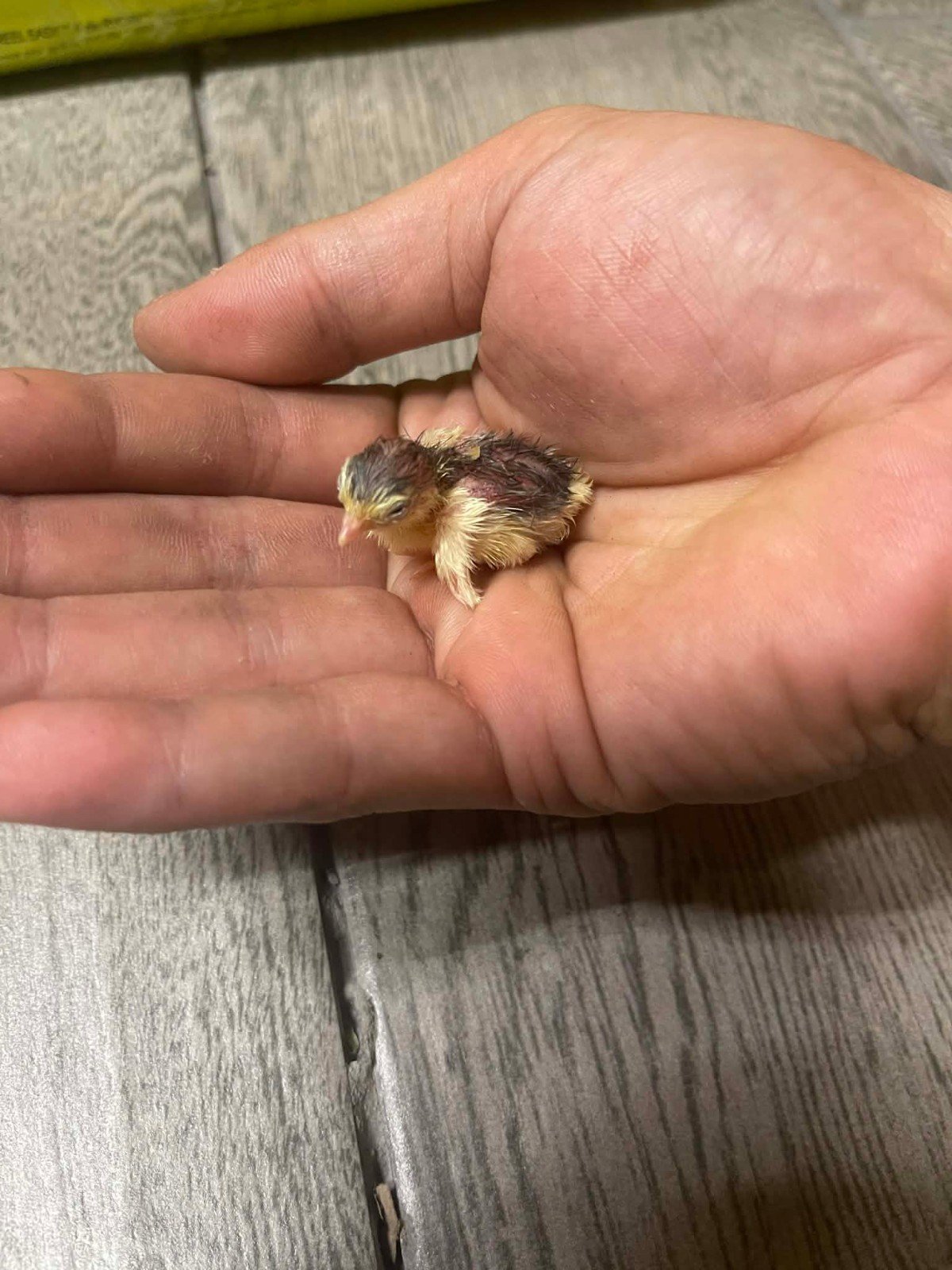 6+ Extra Button Chick (Button Quail) Hatching Eggs – Fresh & Hand Selected