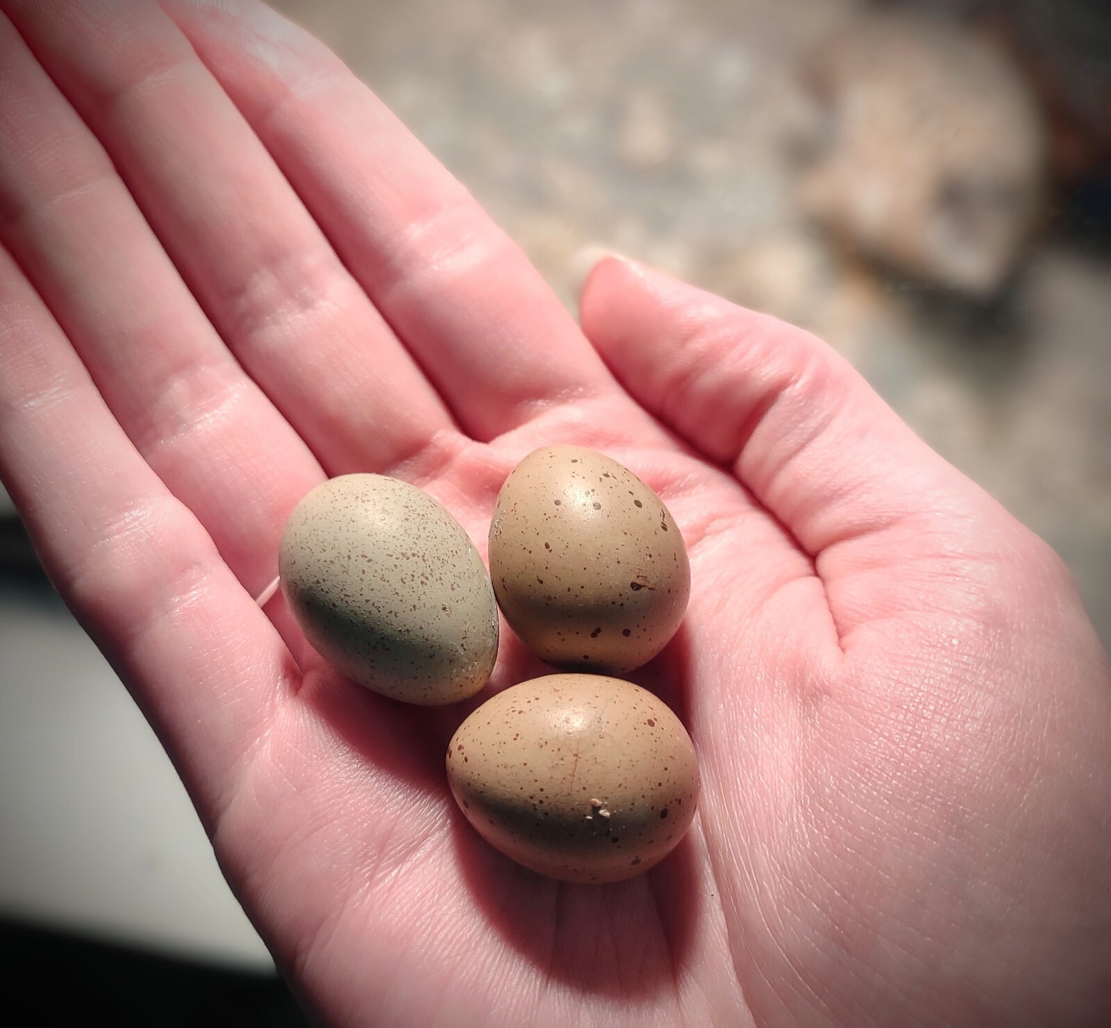 12 Fresh Organically Raised Button Quail Fertile Hatching Eggs Shipped Securely