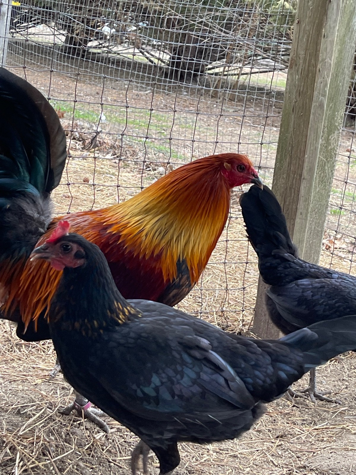 8 + Fertile Chicken Hatching Eggs (please message for strain)