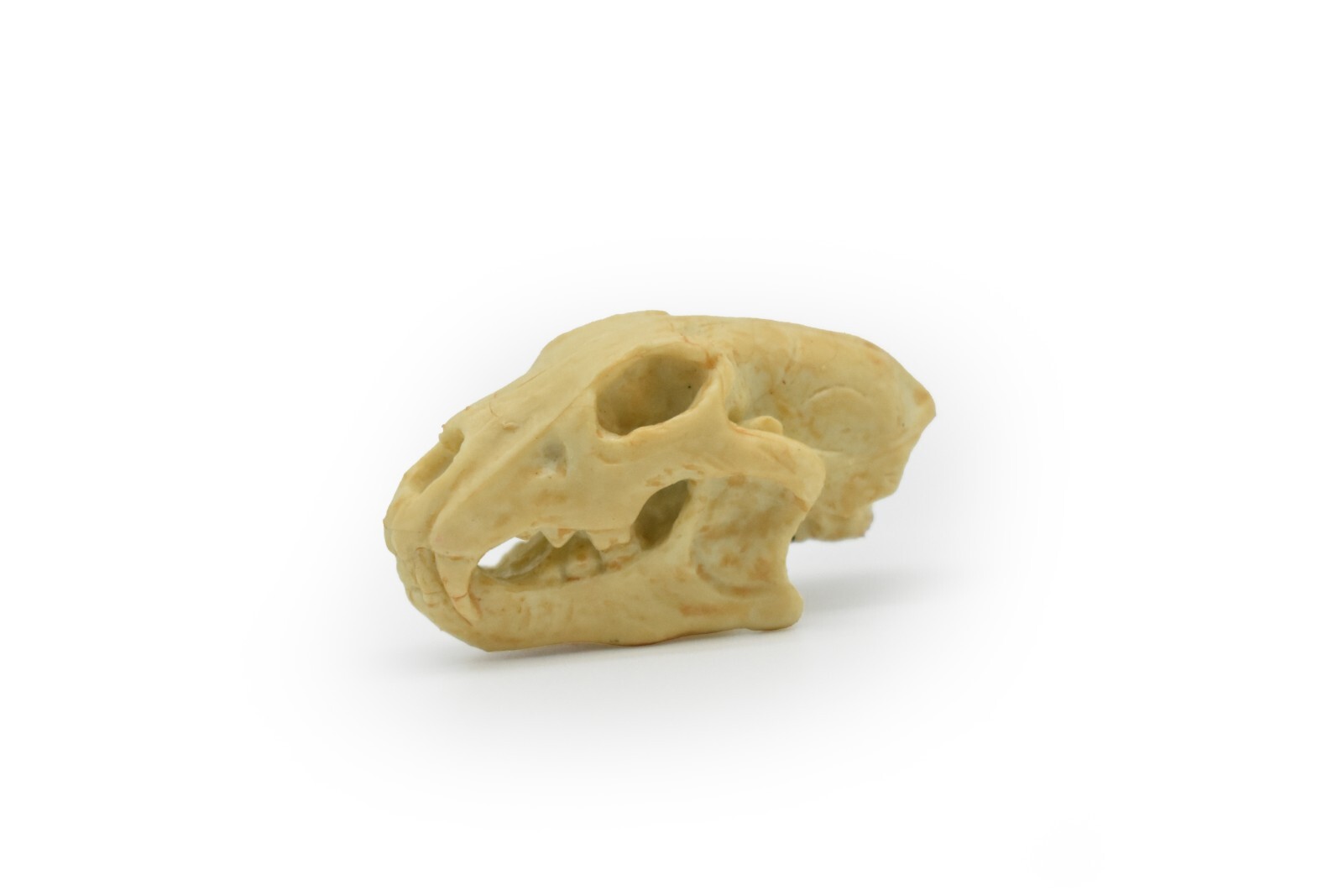Lion Skull, Very Nice Plastic Reproduction    1 7/8 inches long     F4124 B193