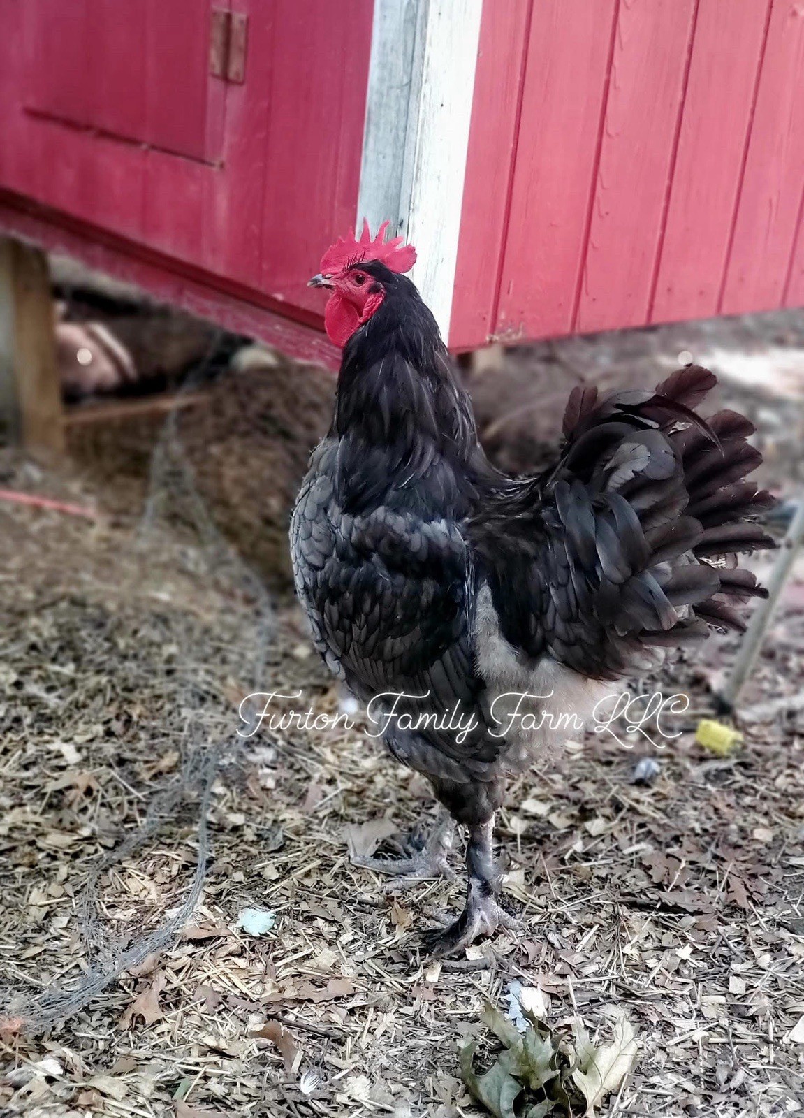 12+ Langshan Blue, Black, Splash Hatching Chicken Eggs