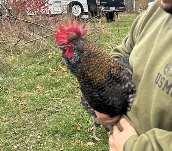 12 Welsummer X Green queen hatching eggs