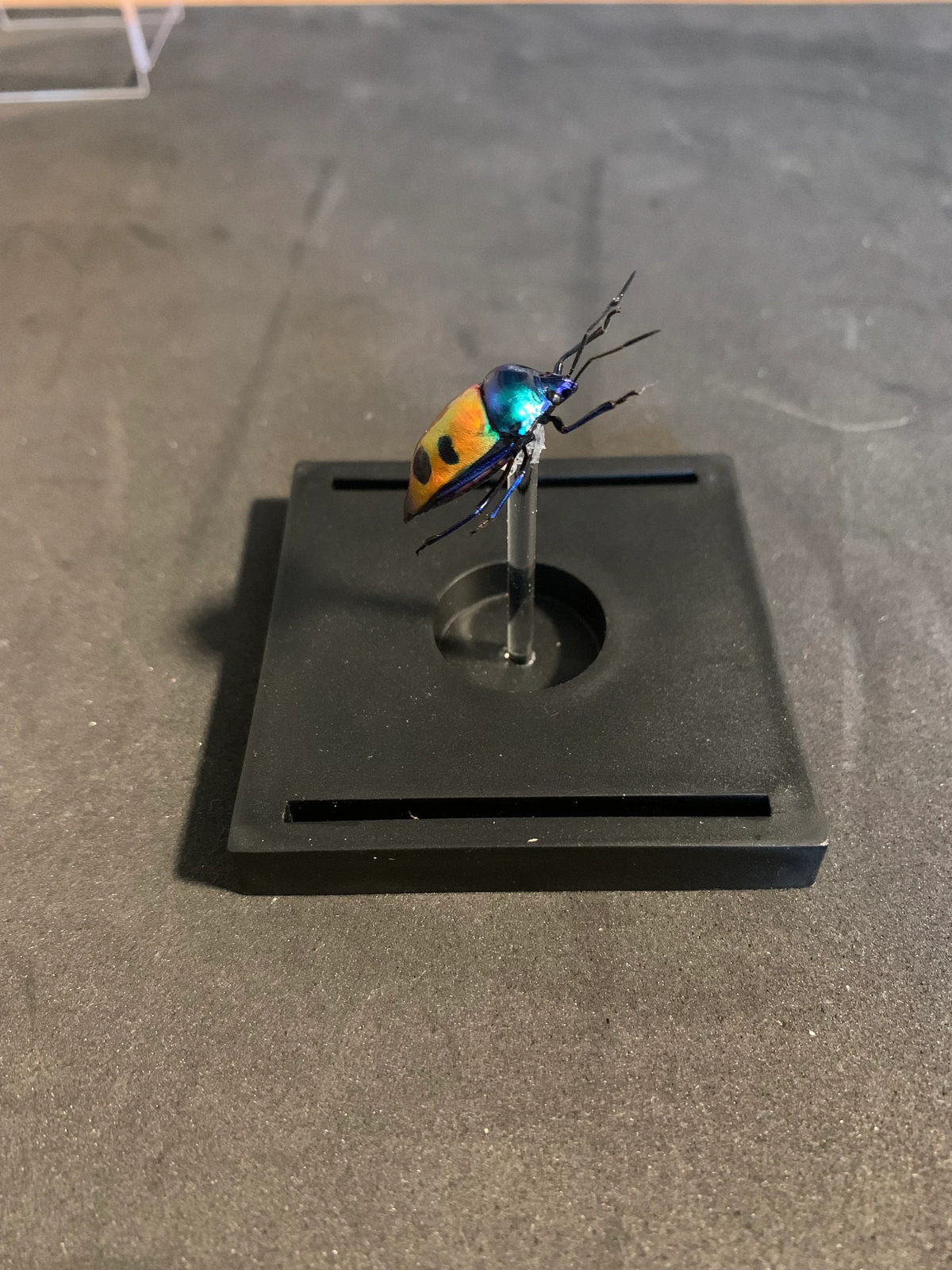 mounted Calliphara caesar (shield bug)