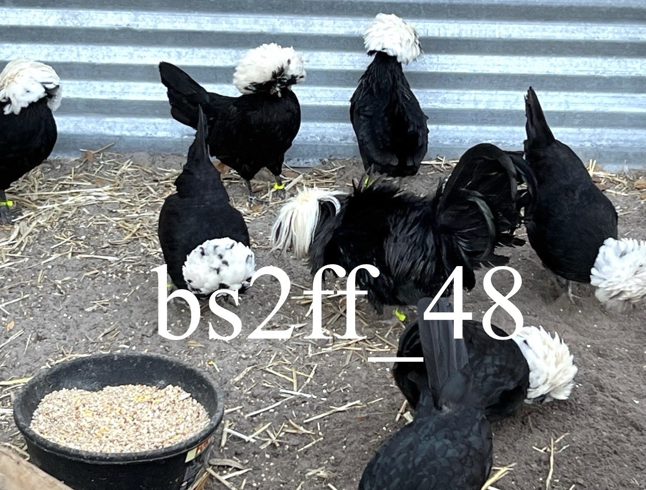 24 Pure Breed Hatching Eggs Variety Pack