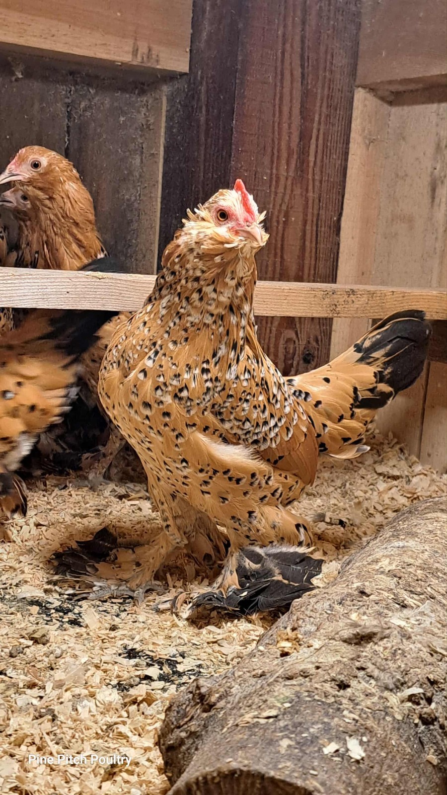 12 D'uccle Hatching Eggs Npip