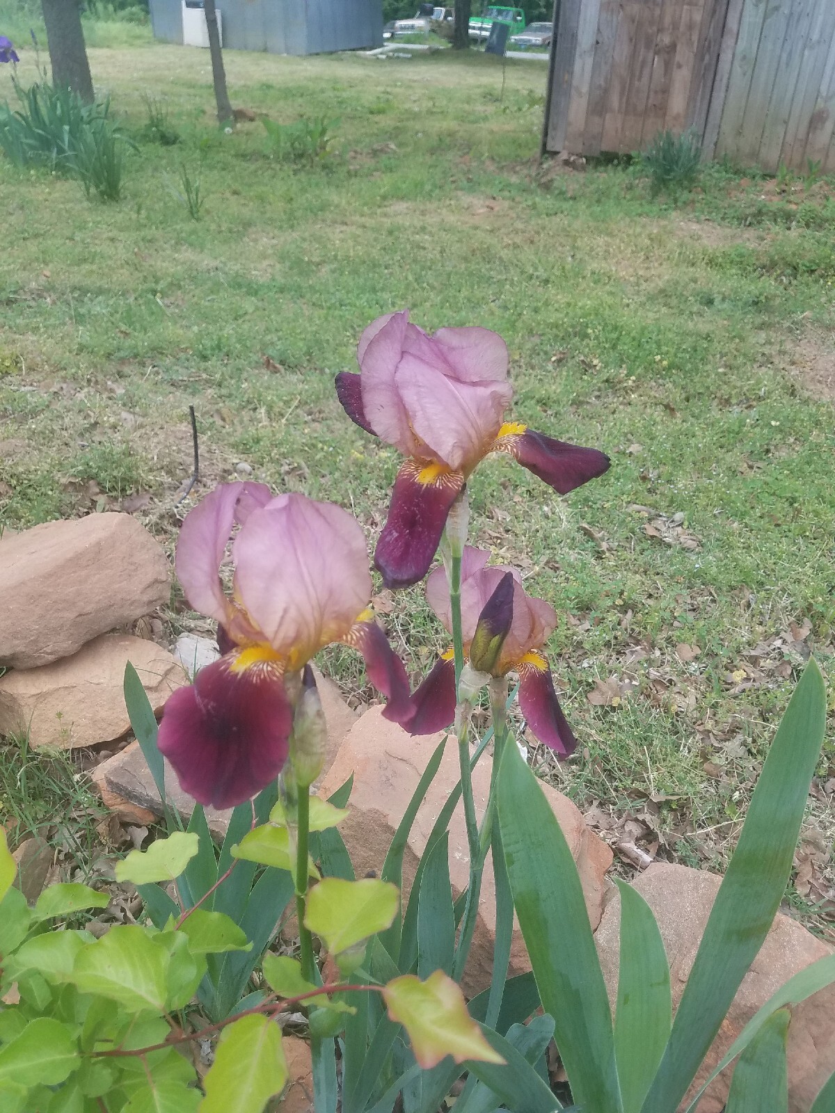 20x MIXED VARIETIES/COLORS BEARDED IRIS BULBS RHIZOMES