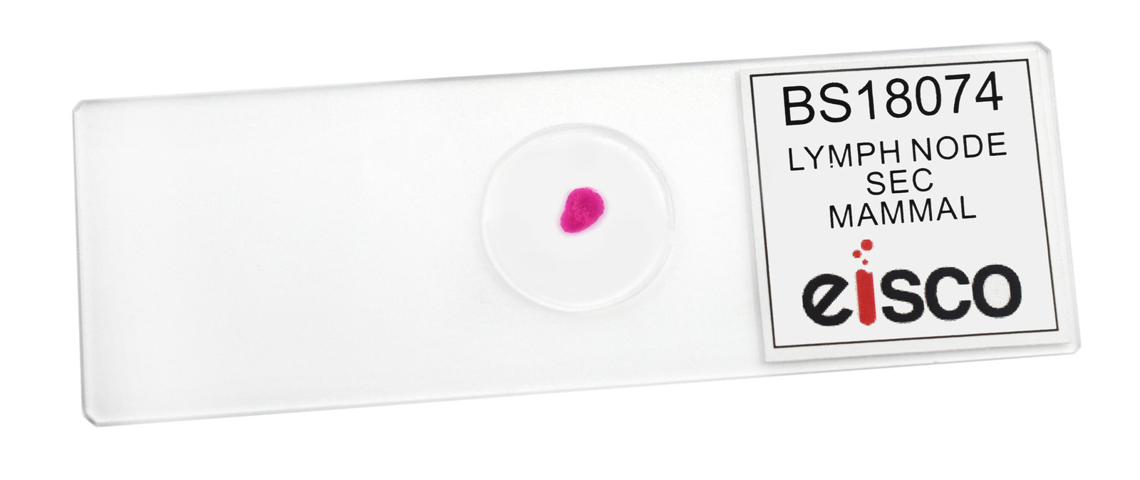 Lymph Node Section - Prepared Microscope Slide - 75x25mm - Eisco Labs