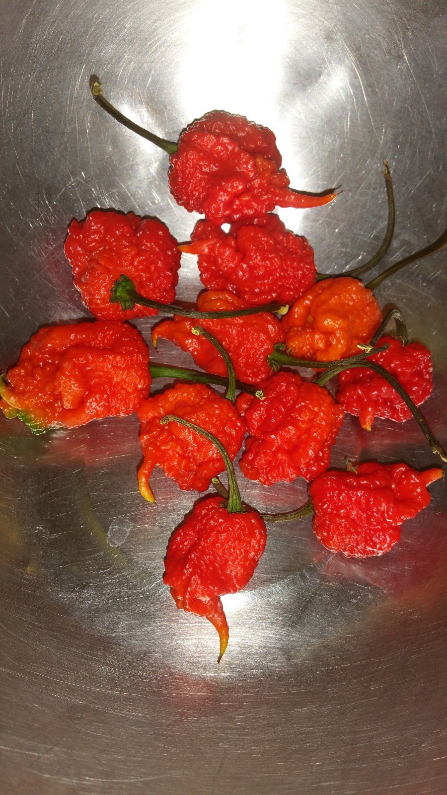 INCENDIARY Skull Candy-Made to hurt and Howling hot! Extremely hot Candy.