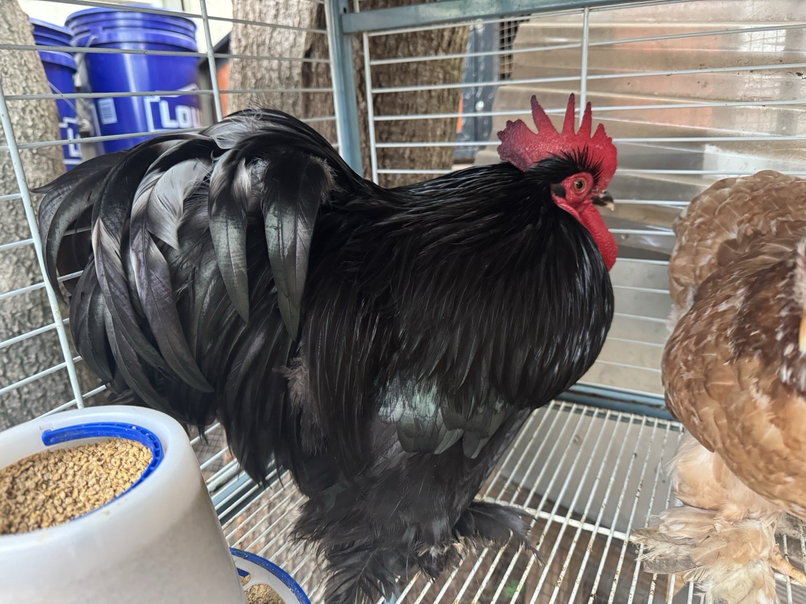bantam cochin hatching eggs, Different Colors 10+