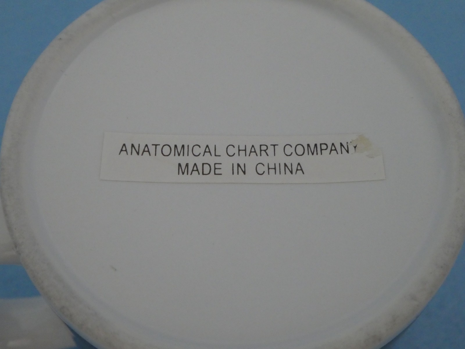 Anatomical Chart Company MUG Unused Coffee Tea