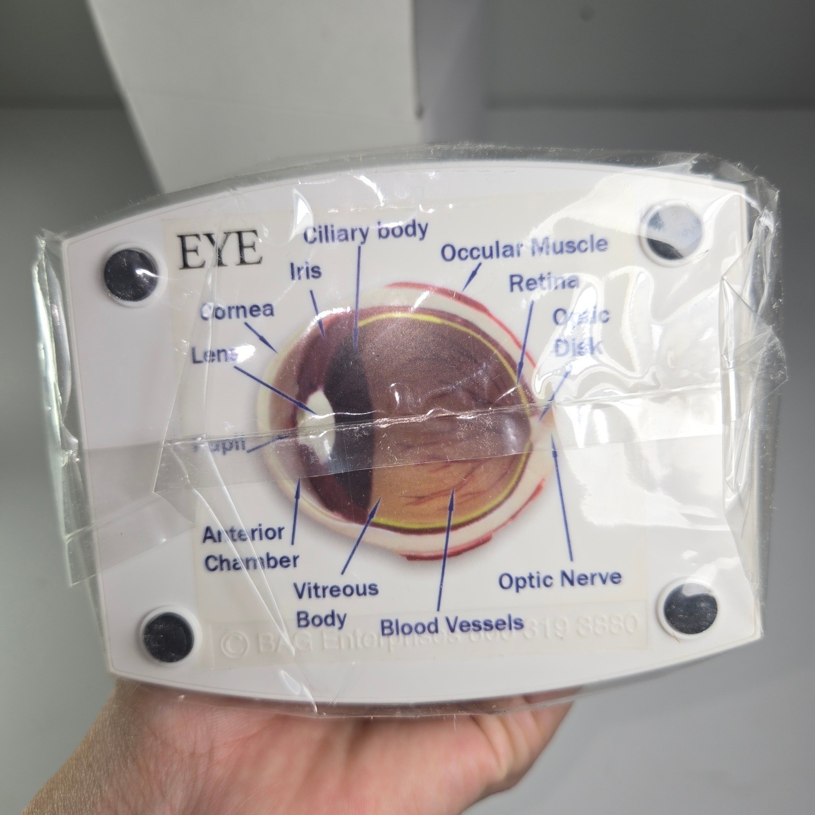 Banfield Eye Anatomy Model Educational Teaching Tool