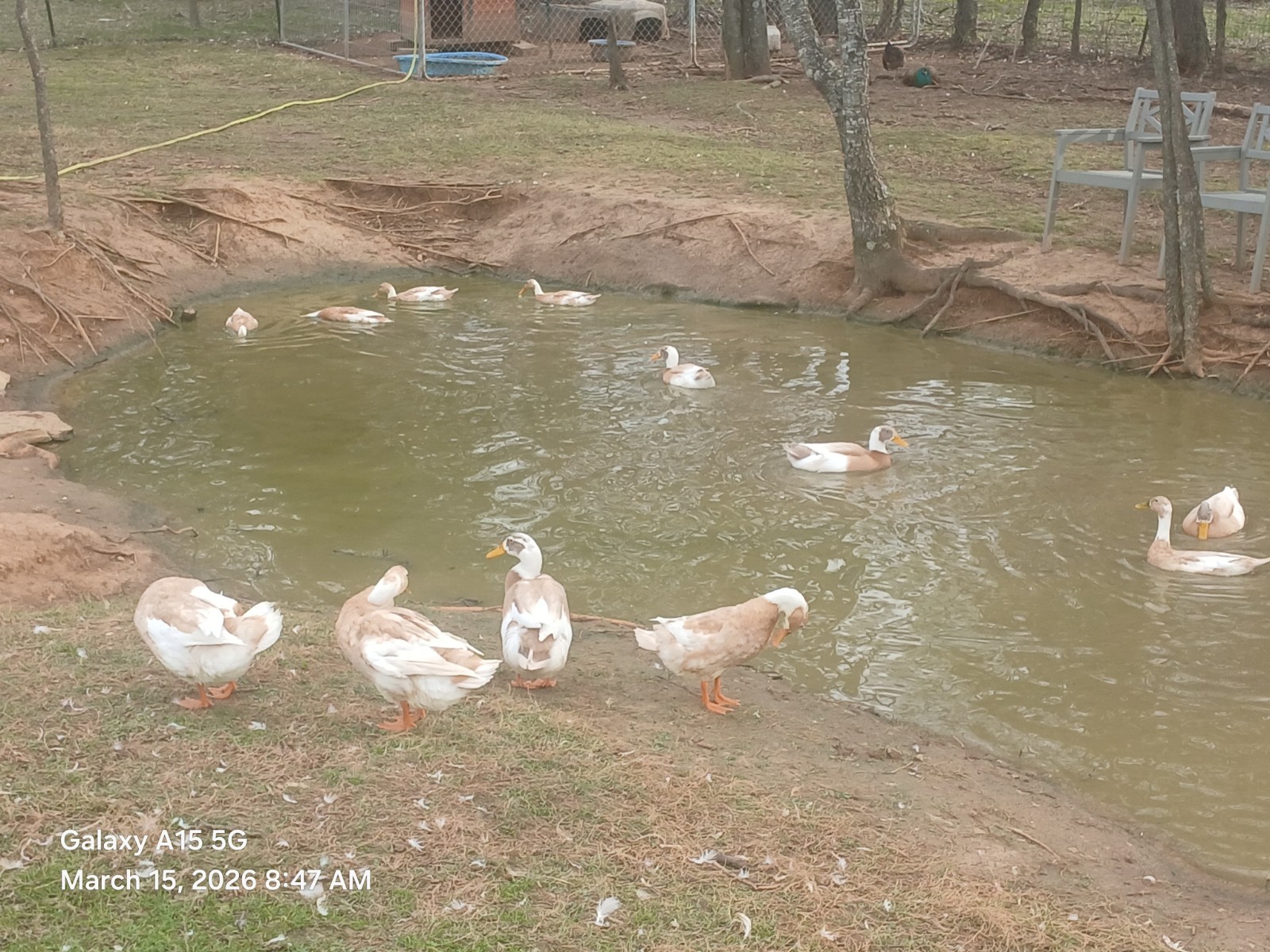 (8) Fawn And White Runner Duck Hatching Eggs