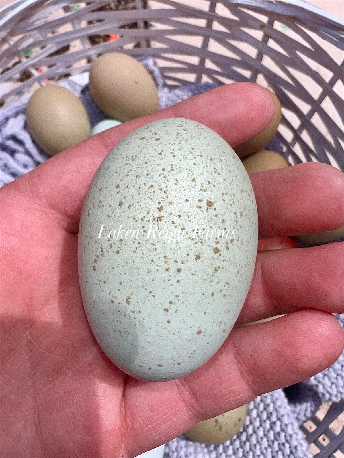 12 Rainbow Hatching Eggs Blooms, Speckles, NPIP/AI