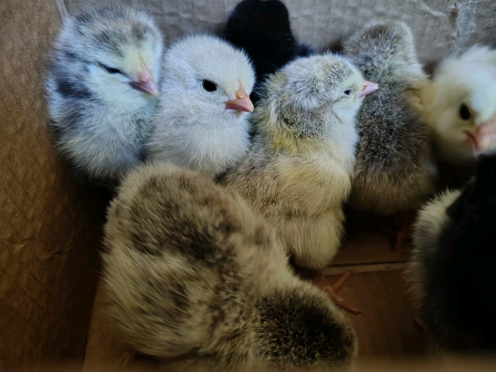 Assorted Rainbow Chicken Hatching Eggs (Assorted Colors)