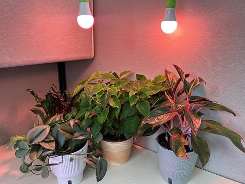 Grow with Elegance 4-Socket & Black Shade (4KK Red Spectrum Edition)