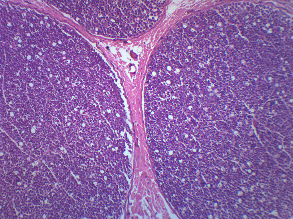 Peripheral Nerve - Prepared Microscope Slide - 75x25mm - Eisco Labs