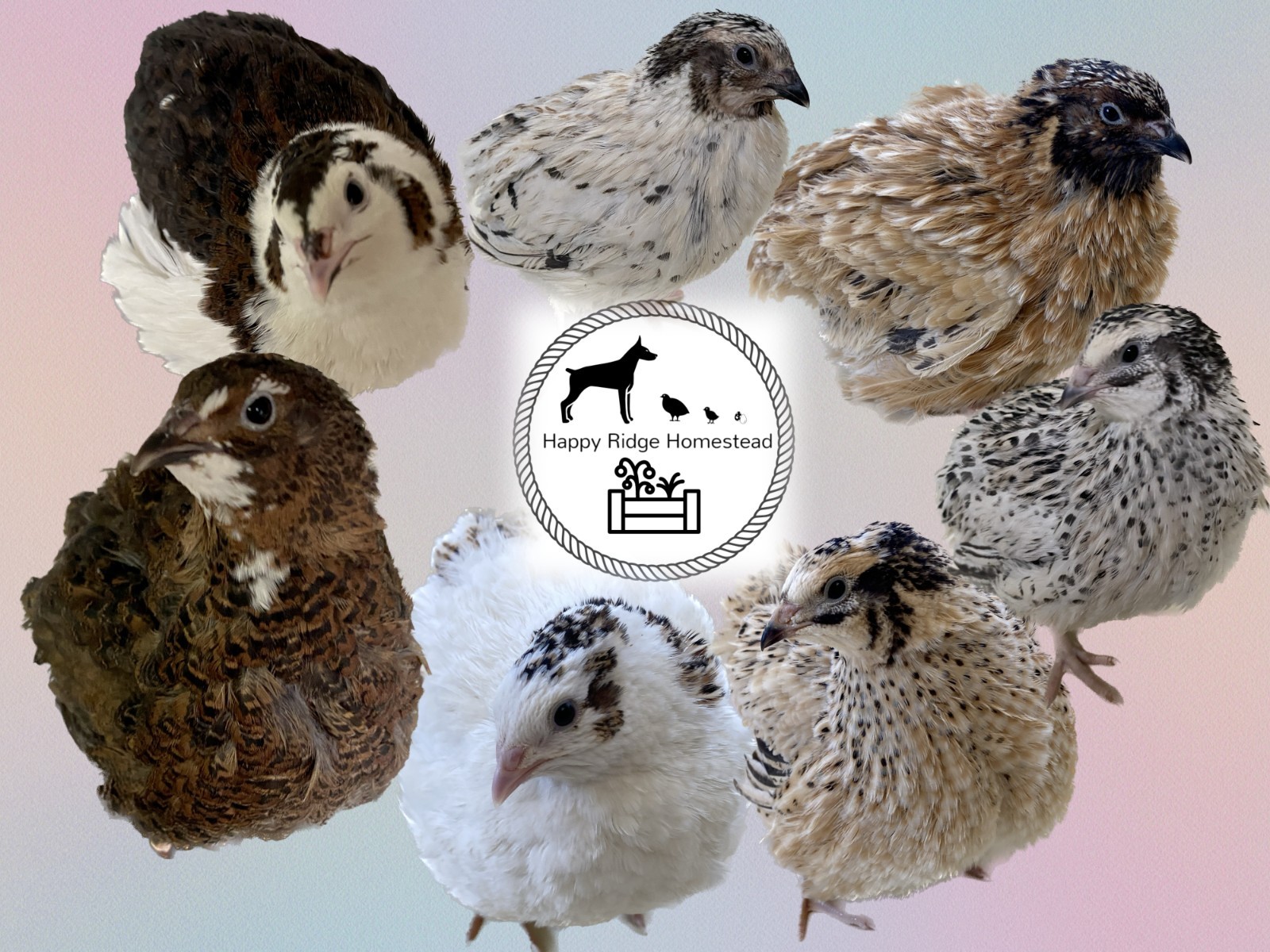 120-Breeder's Choice Mix-Coturnix Quail Hatching Eggs-Ships UPS 2nd Day Air